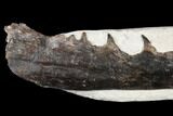 Fossil Mosasaur (Tethysaurus) Jaw Section - Asfla, Morocco #180851-1